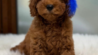 MİNYATÜRE ERKEK POODLE